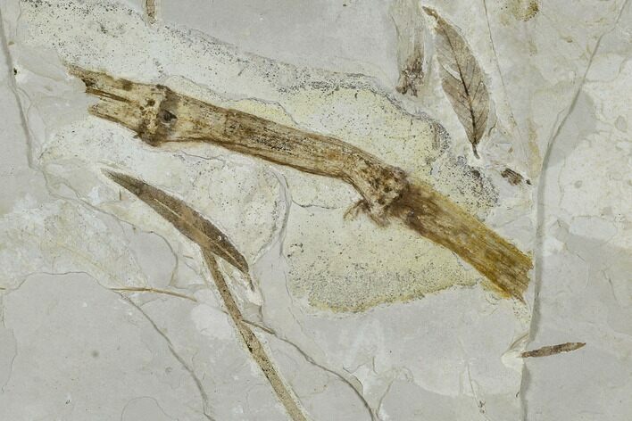 Fossil Leaf Plate - Green River Formation, Utah #118013